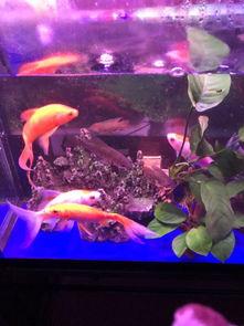 国产斗鱼可以混养嘛视频,轻松实现鱼缸生态平衡