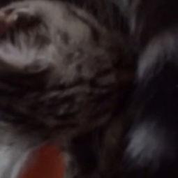 舔菊花视频国产,探索舔菊花视频背后的国产创新与魅力